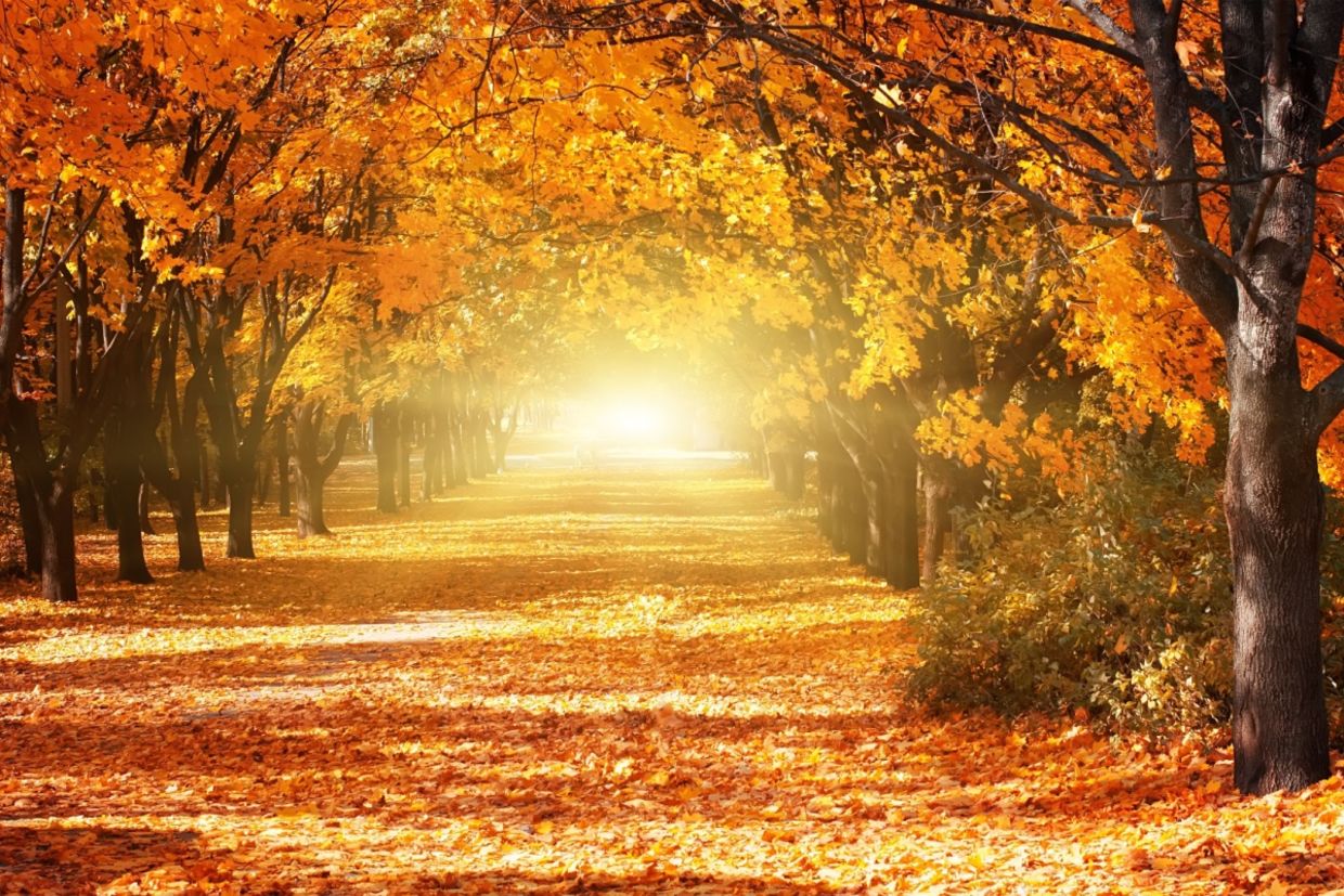 An alley in a park with colorful trees and sunlight. An alley in a park with colorful trees and sunlight.