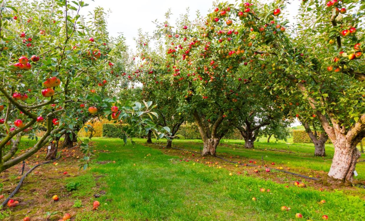 An apple tree gives you food, wood and a home for the birds. An apple tree gives you food, wood and a home for the birds.