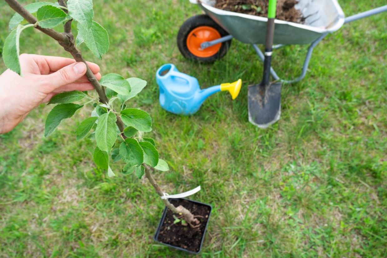 Plant a tree for tomorrow. Plant a tree for tomorrow.