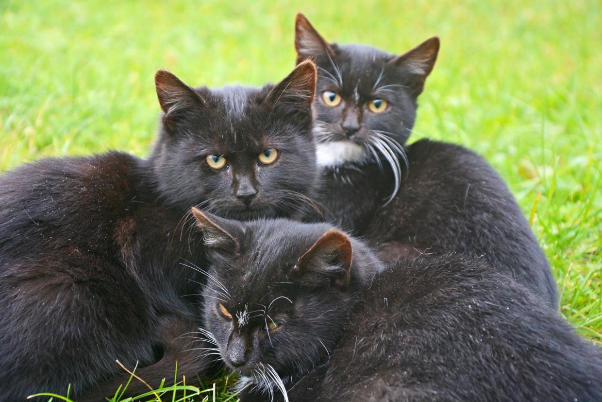 A trio of kittens are working on the railroad. A trio of kittens are working on the railroad.